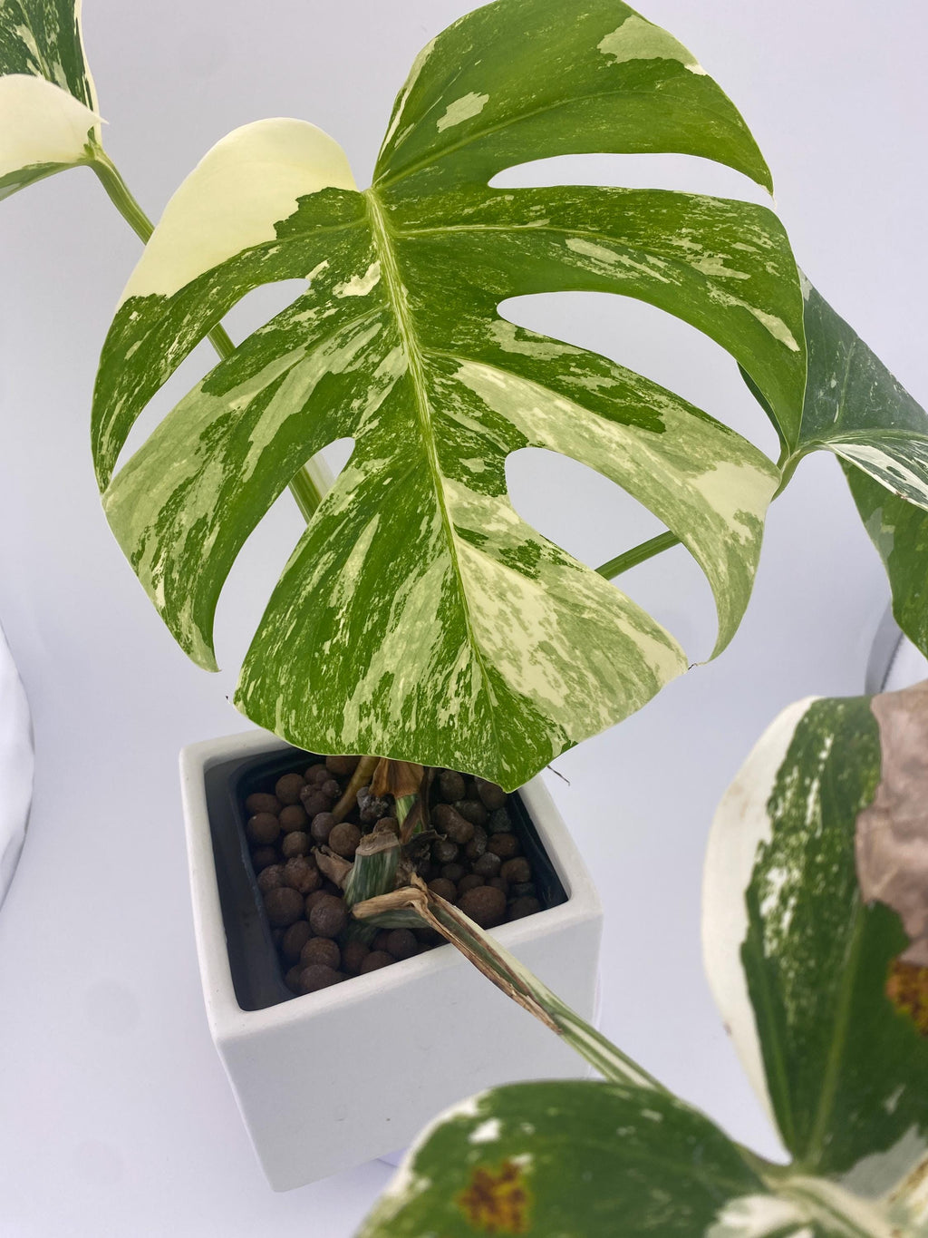High Variegation Monstera Albo *Exact  Plant*