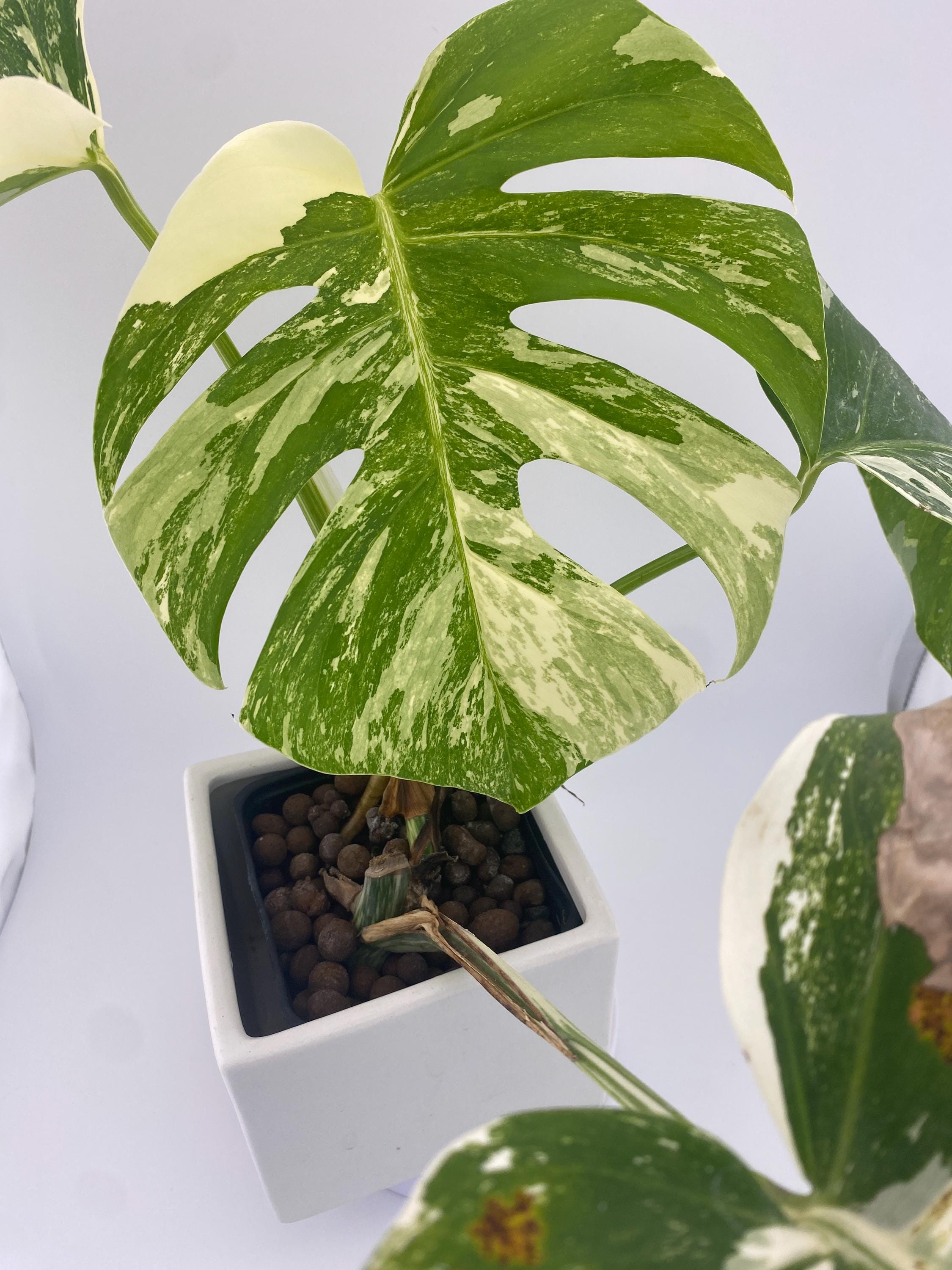High Variegation Monstera Albo *Exact  Plant*
