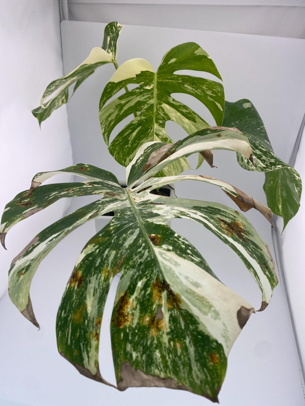 High Variegation Monstera Albo *Exact  Plant*