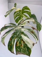 High Variegation Monstera Albo *Exact  Plant*