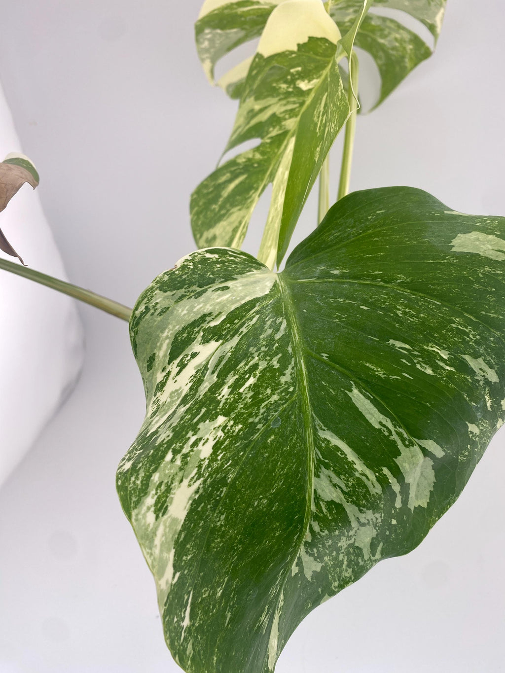High Variegation Monstera Albo *Exact  Plant*