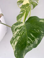 High Variegation Monstera Albo *Exact  Plant*
