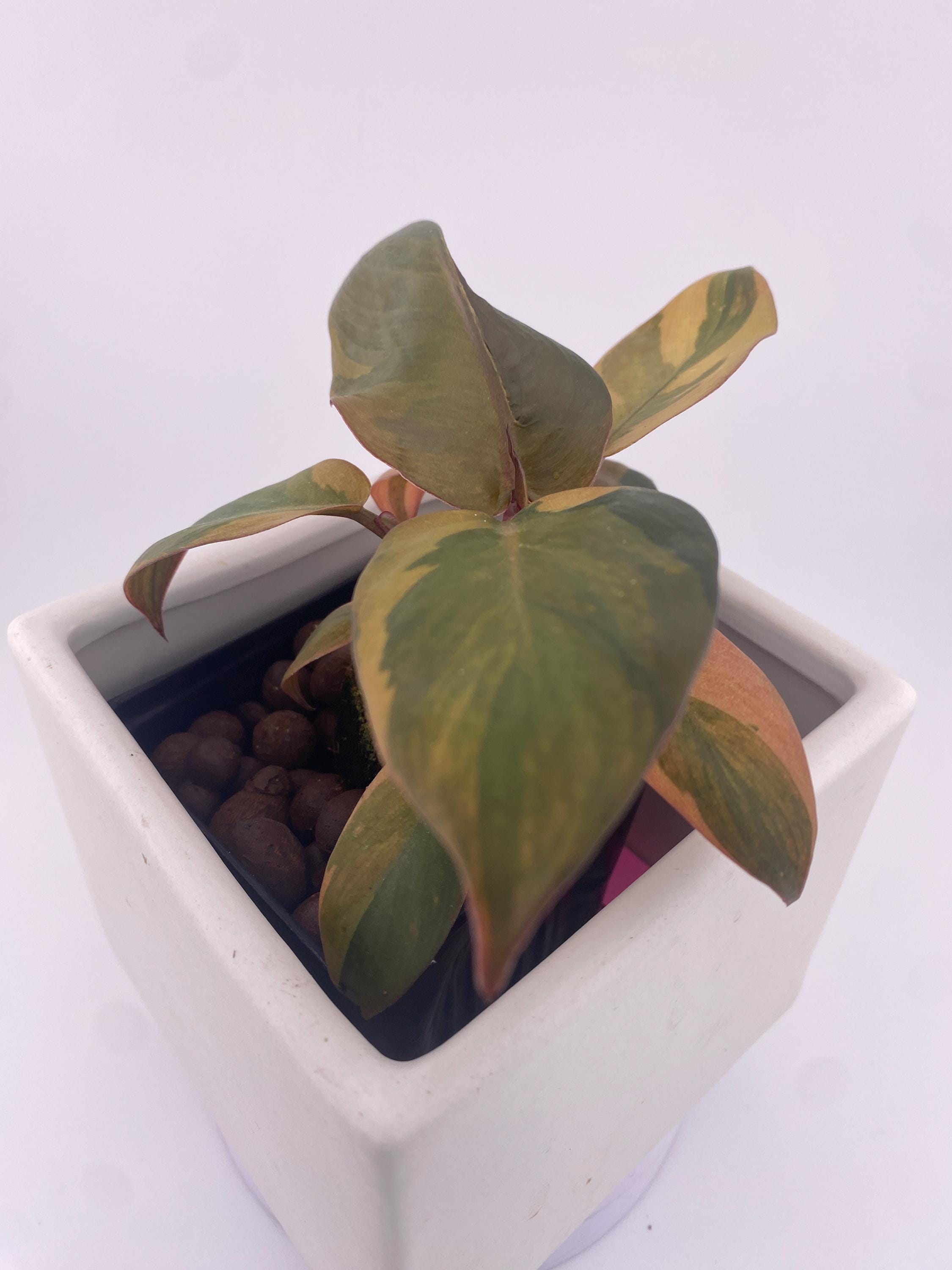 Philodendron Variegated Black Cardinal
