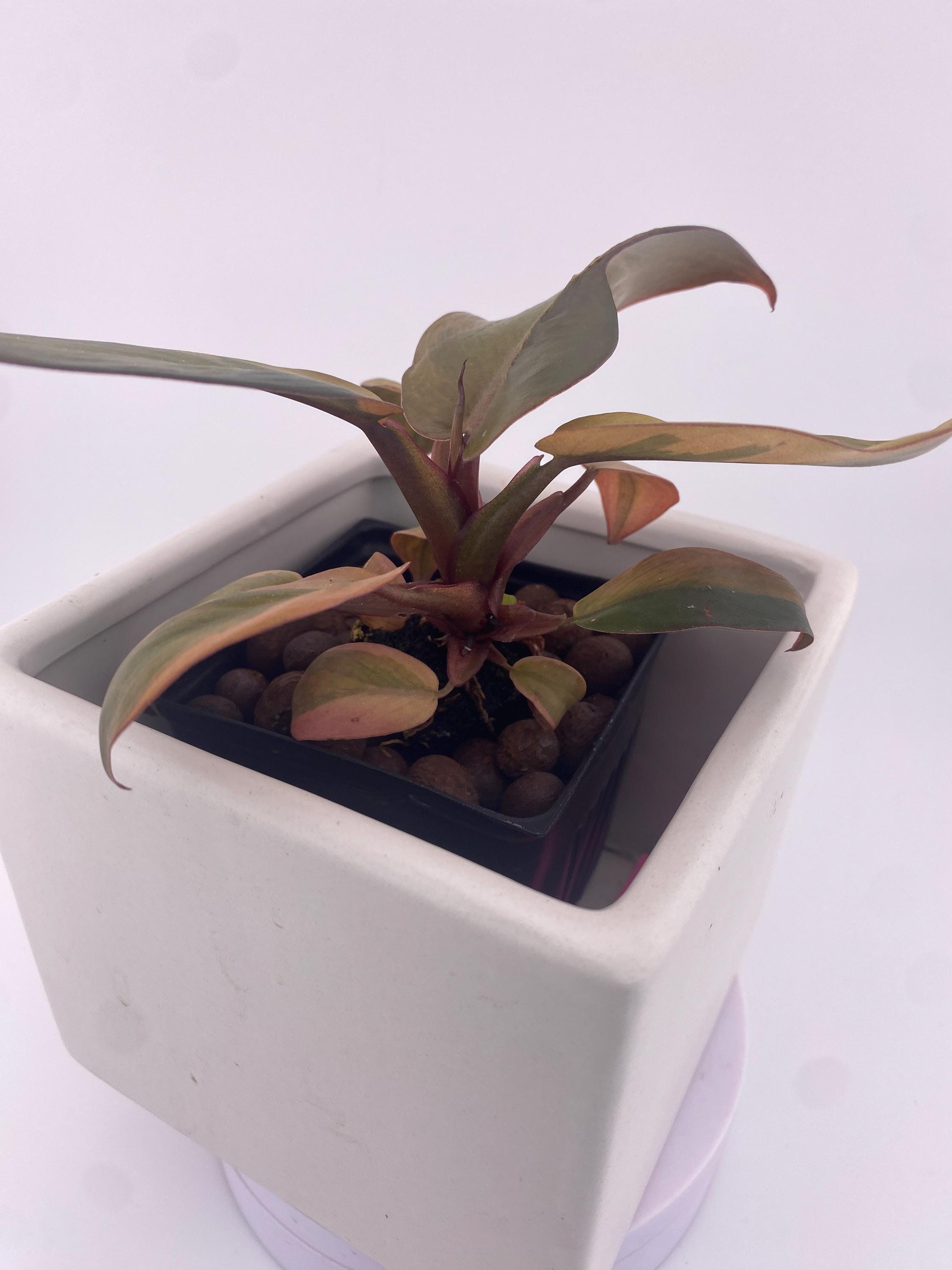 Philodendron Variegated Black Cardinal