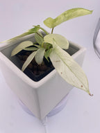 Philodendron Florida Ghost * Exact Plant *