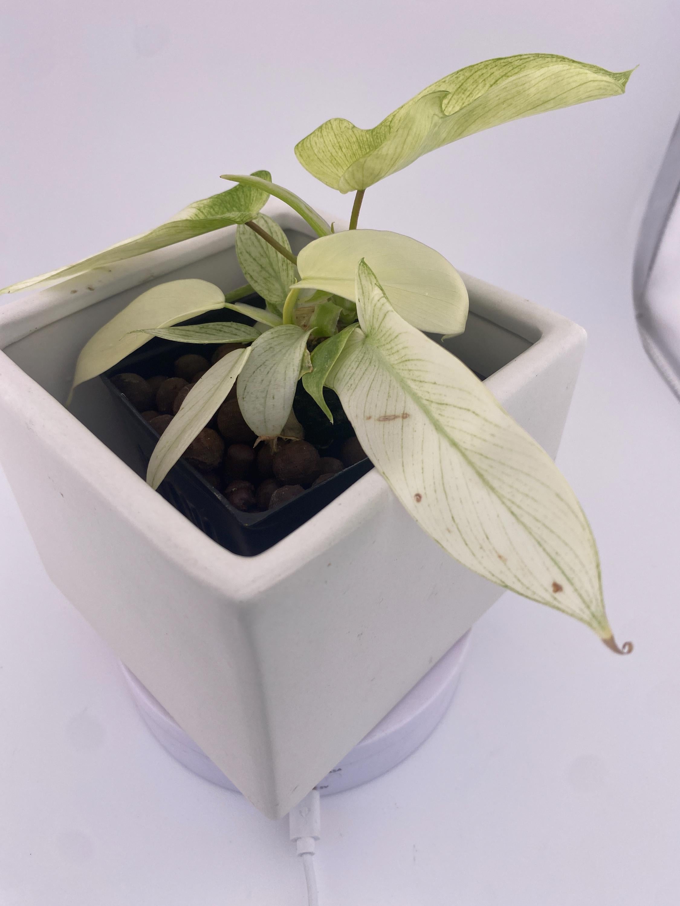 Philodendron Florida Ghost * Exact Plant *