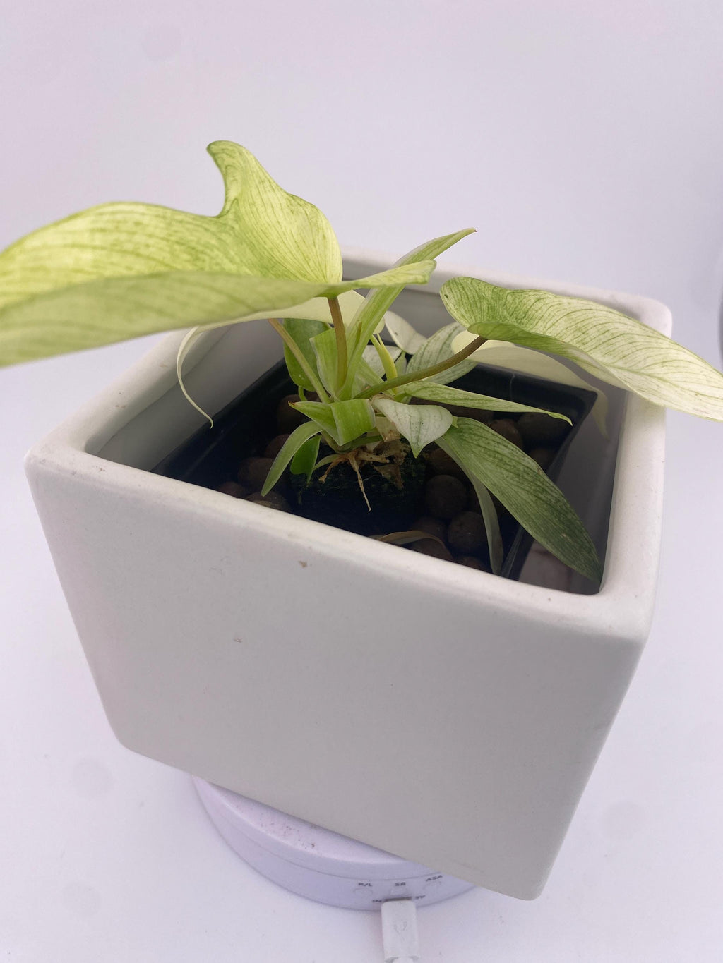 Philodendron Florida Ghost * Exact Plant *