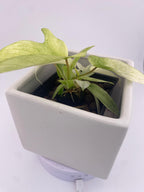 Philodendron Florida Ghost * Exact Plant *