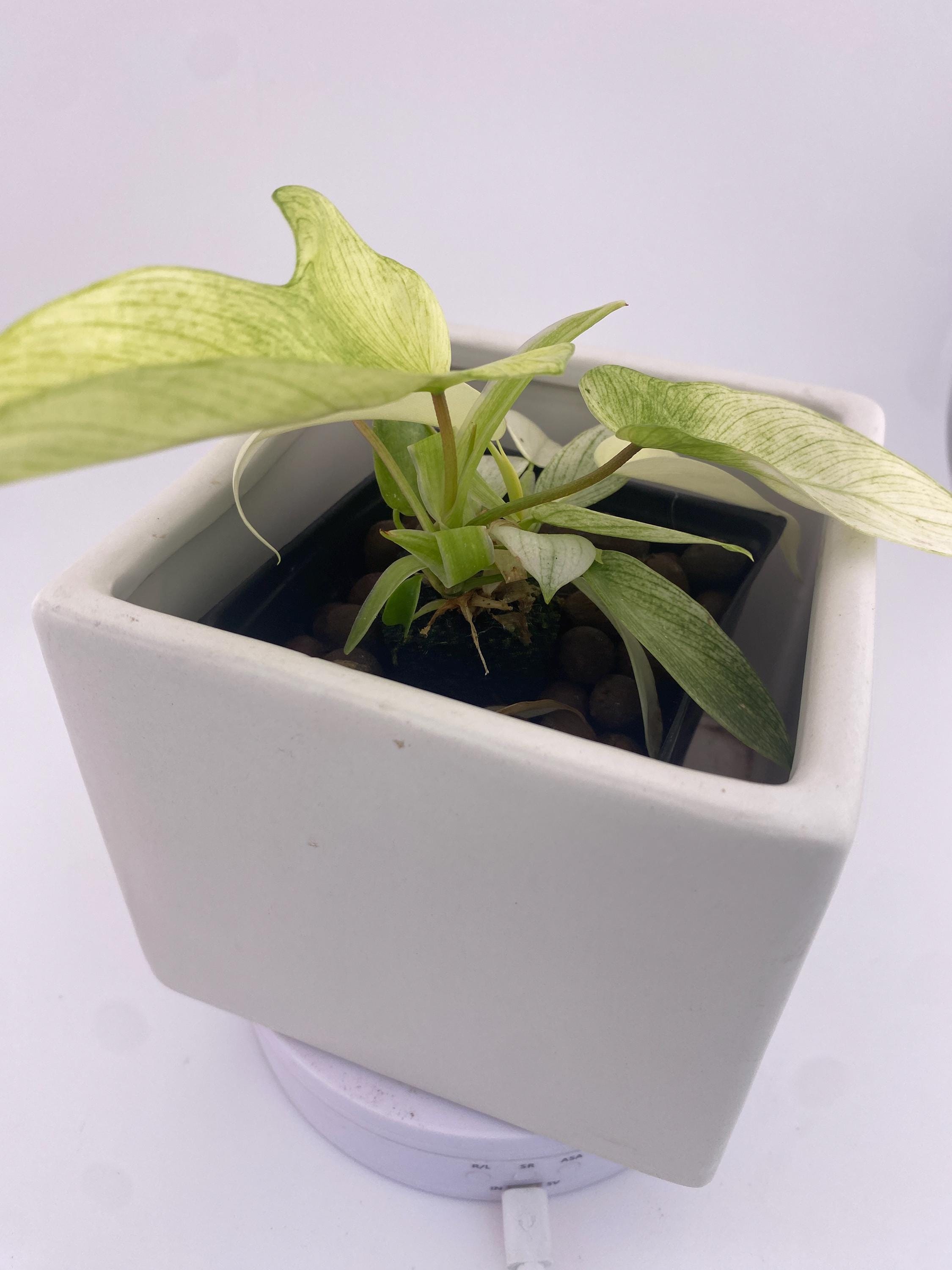 Philodendron Florida Ghost * Exact Plant *