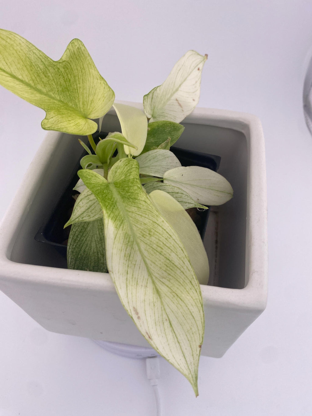Philodendron Florida Ghost * Exact Plant *
