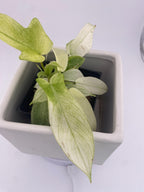 Philodendron Florida Ghost * Exact Plant *