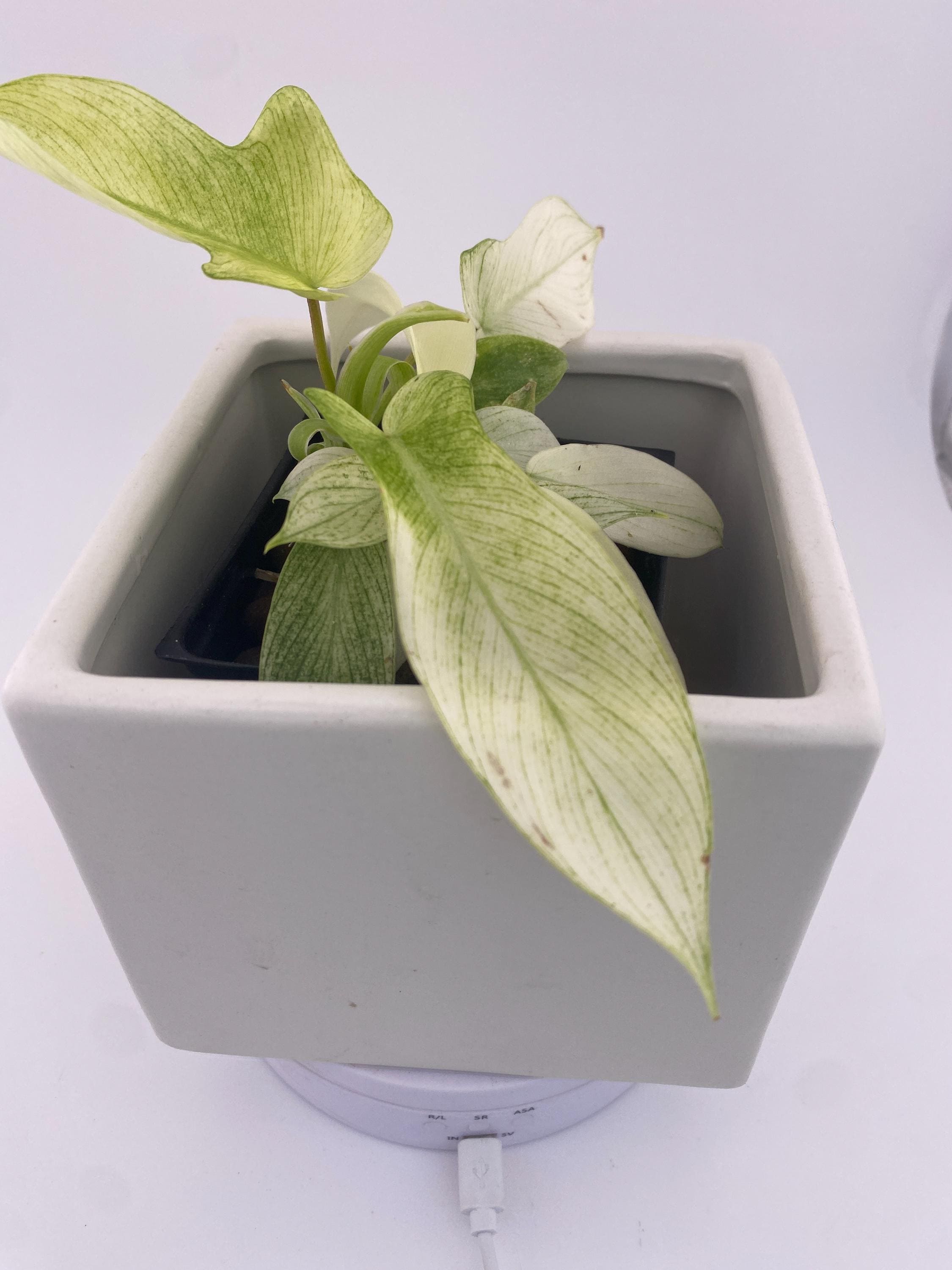 Philodendron Florida Ghost * Exact Plant *