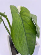 Sygonium Chiapense Variegated Exact Plant