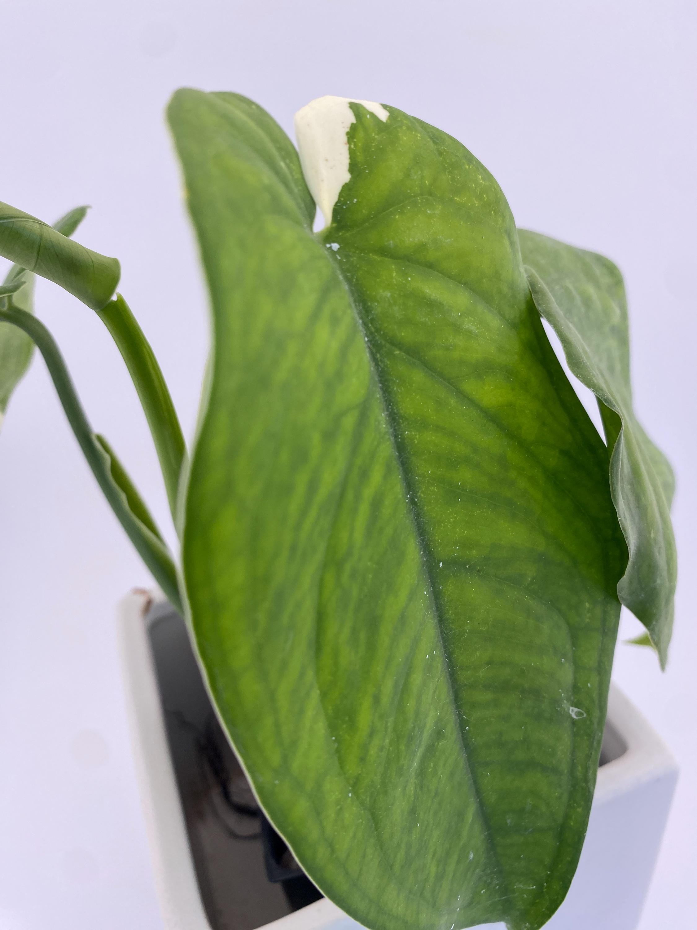 Sygonium Chiapense Variegated Exact Plant