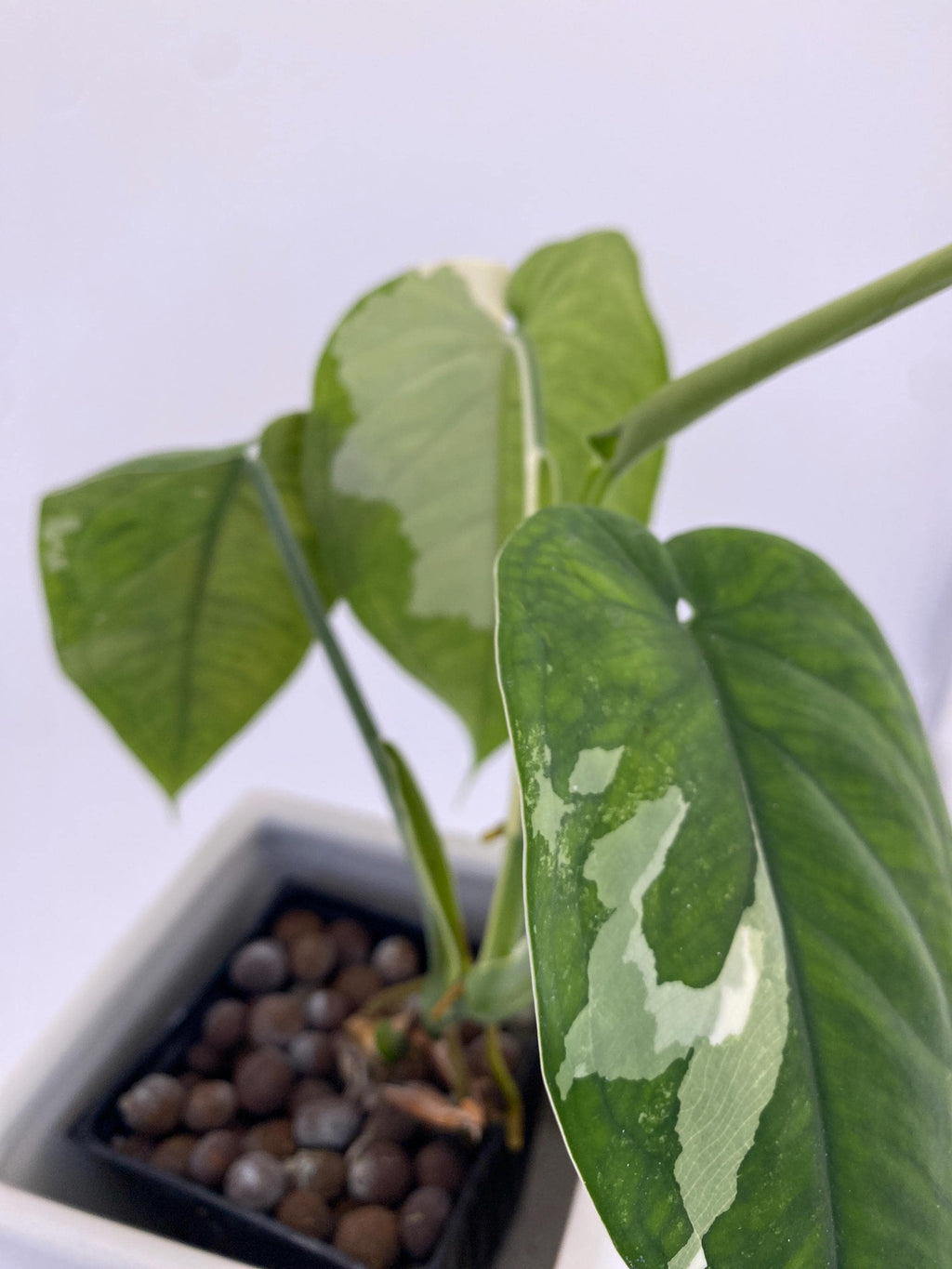 Sygonium Chiapense Variegated Exact Plant