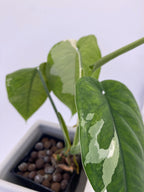 Sygonium Chiapense Variegated Exact Plant