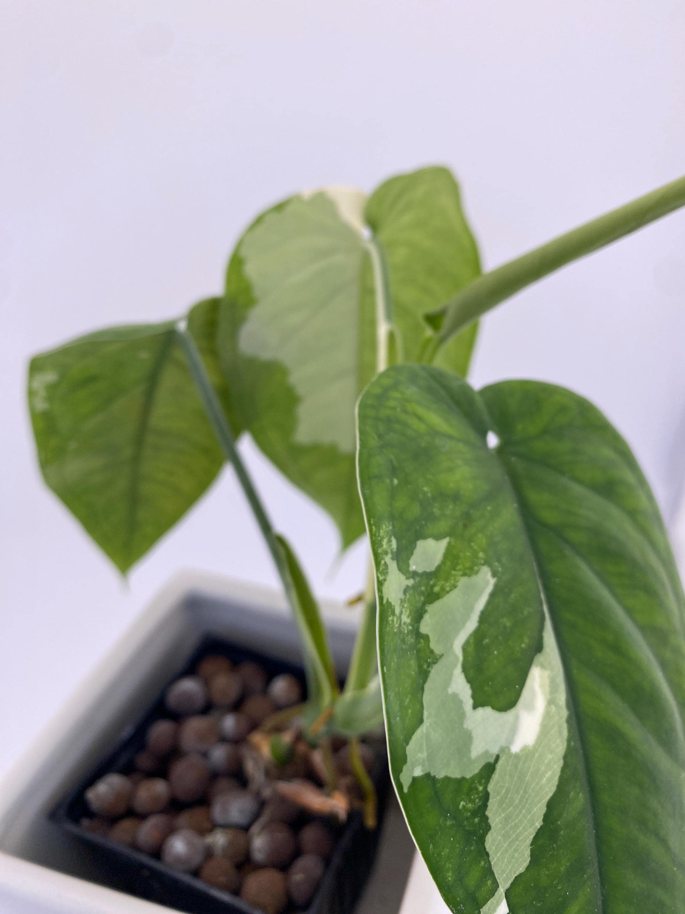 Sygonium Chiapense Variegated Exact Plant