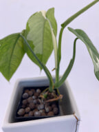 Sygonium Chiapense Variegated Exact Plant