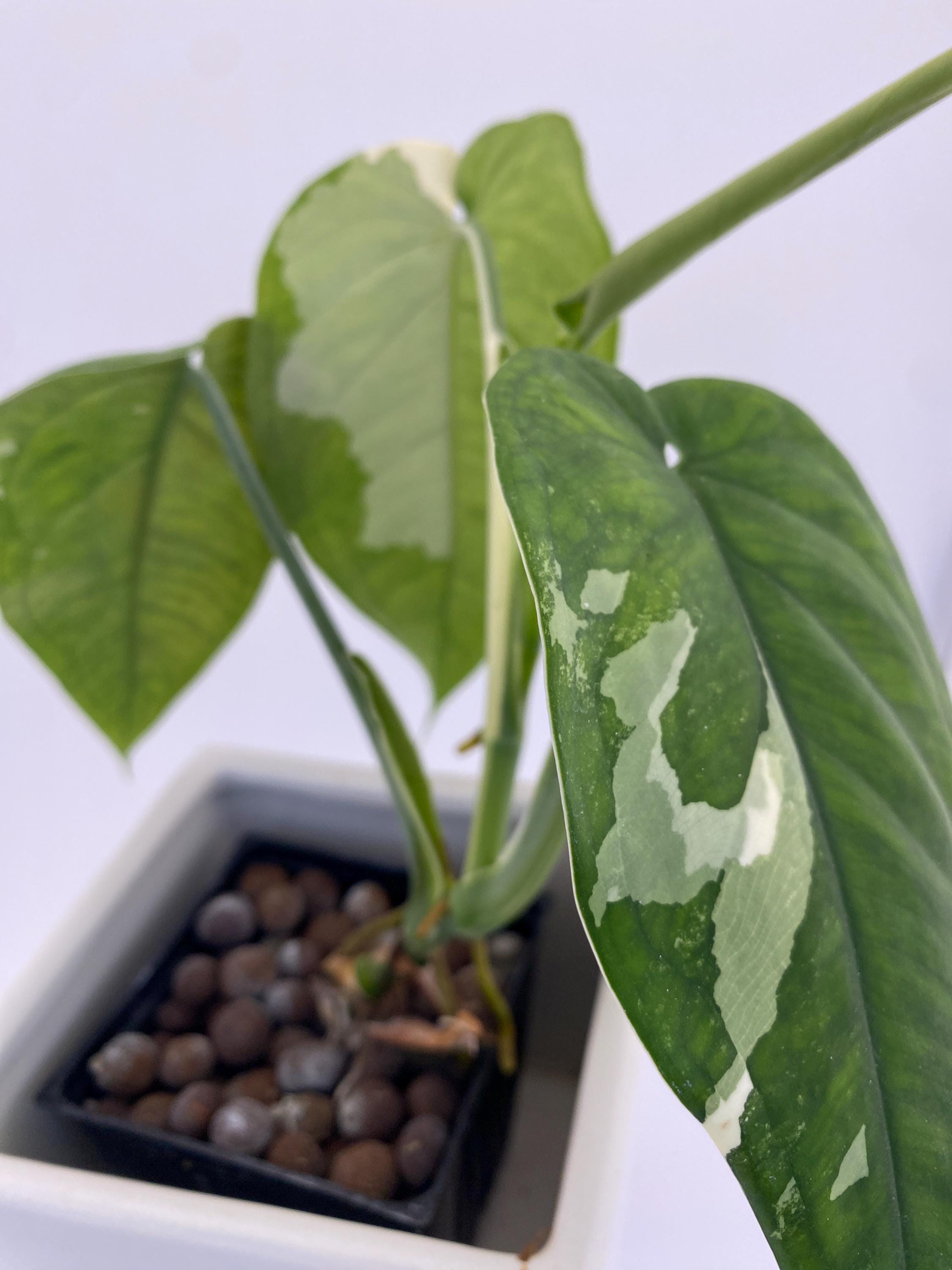 Sygonium Chiapense Variegated Exact Plant
