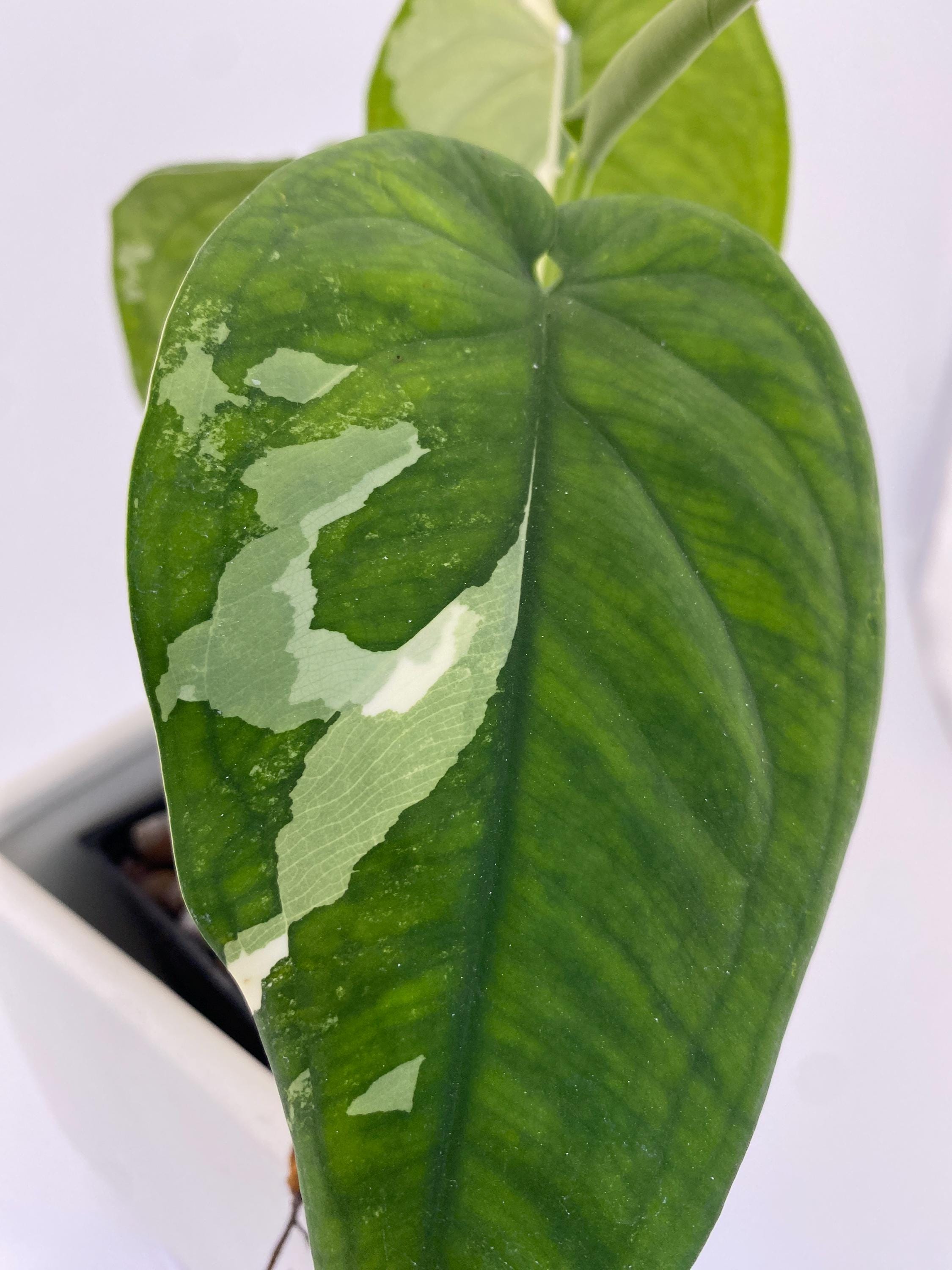Sygonium Chiapense Variegated Exact Plant