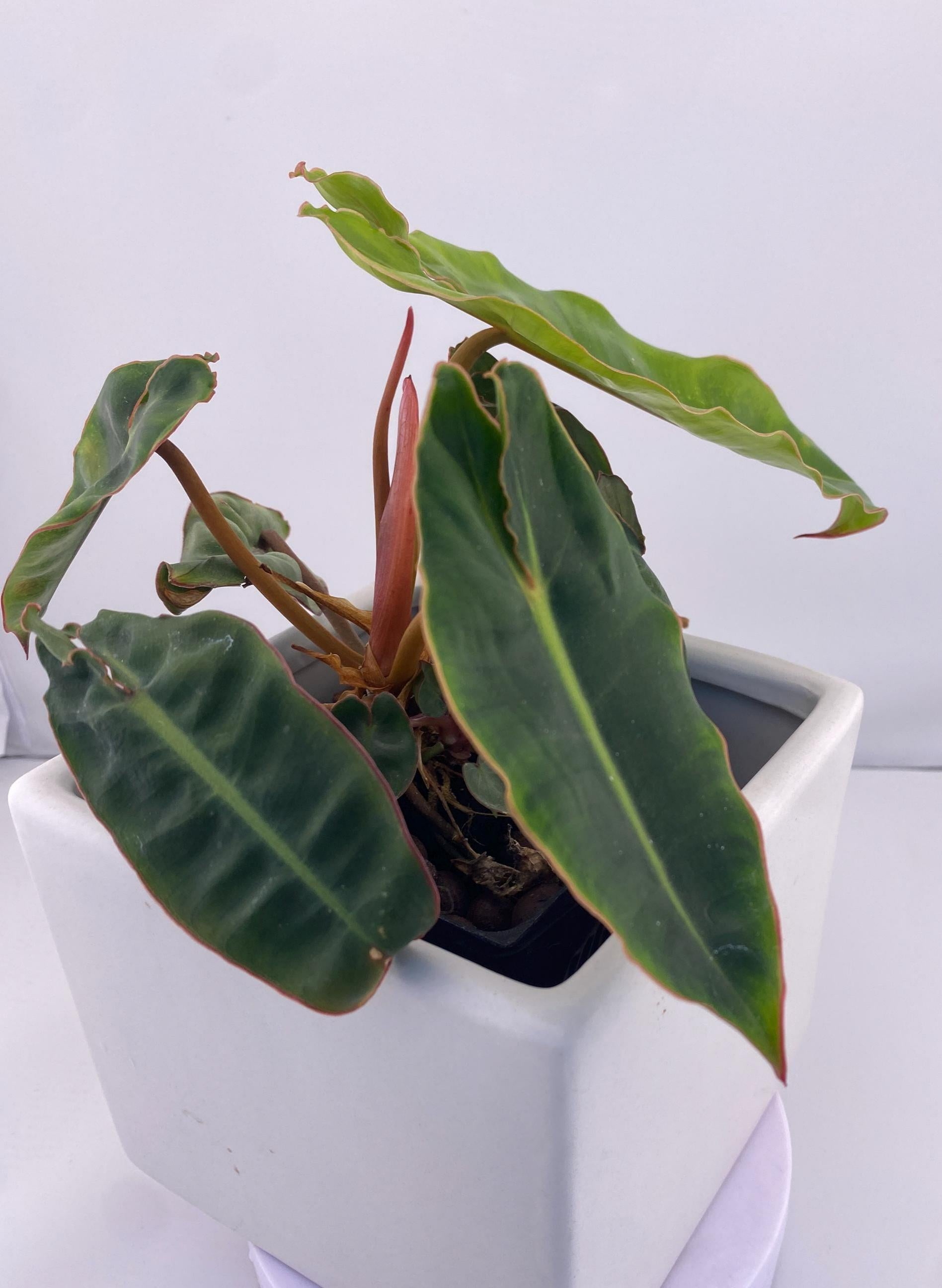 Philodendron Billietiae * Exact Plant *
