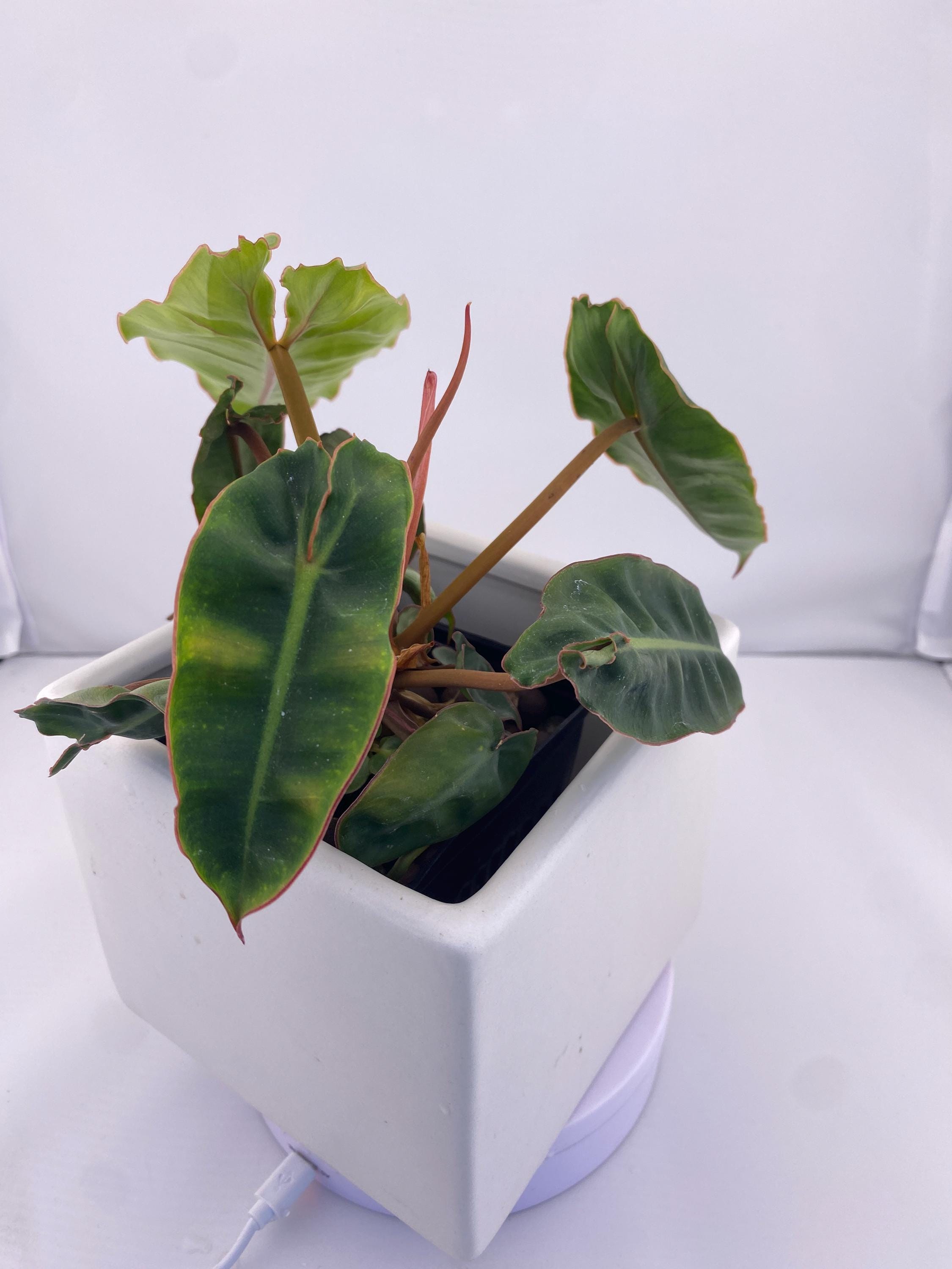 Philodendron Billietiae * Exact Plant *