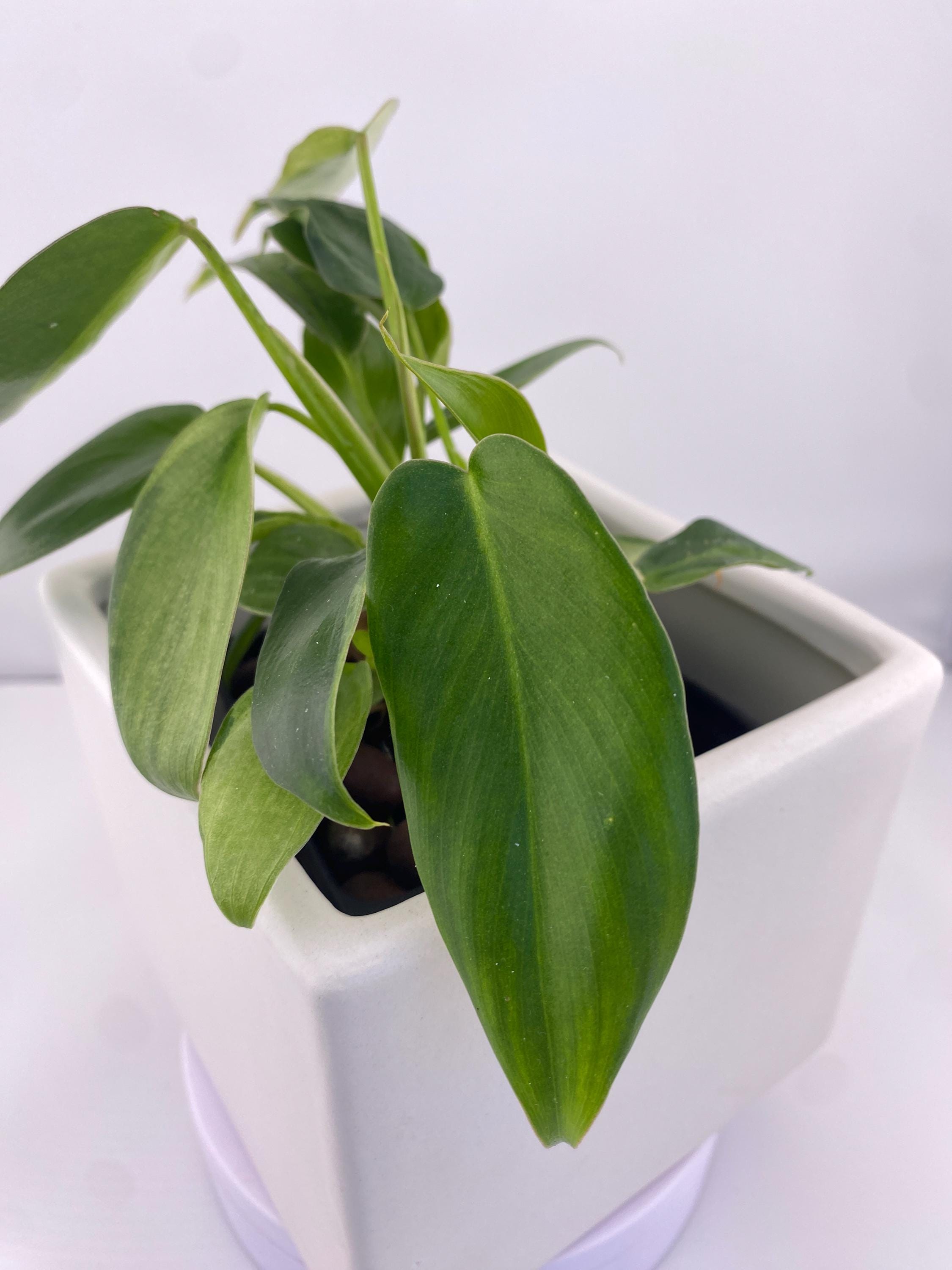 Philodendron Variegated Longilobatum * Exact Plant