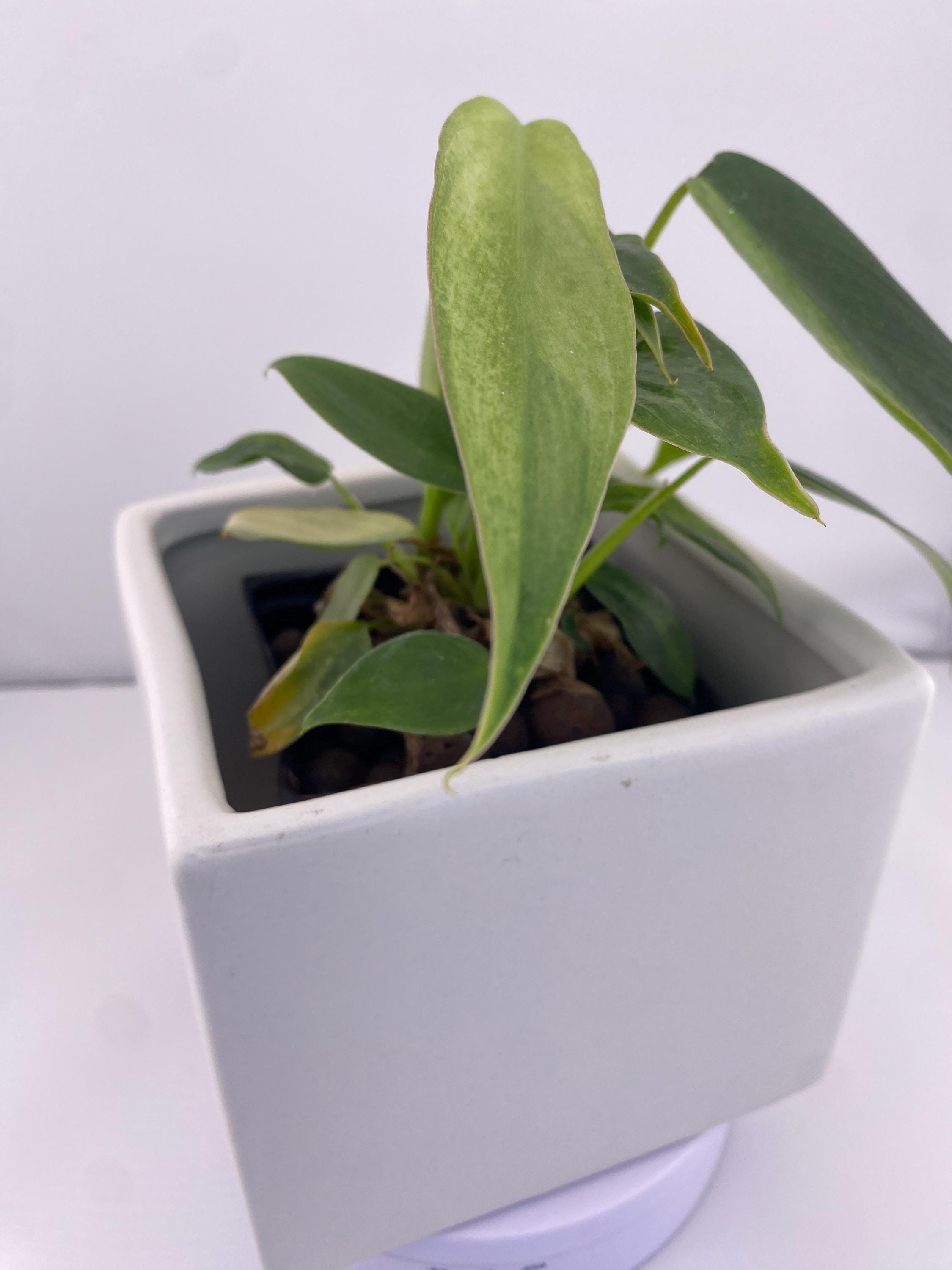 Philodendron Variegated Longilobatum * Exact Plant