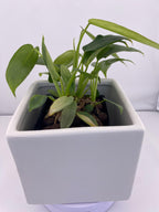 Philodendron Variegated Longilobatum * Exact Plant