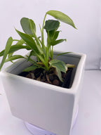 Philodendron Variegated Longilobatum * Exact Plant