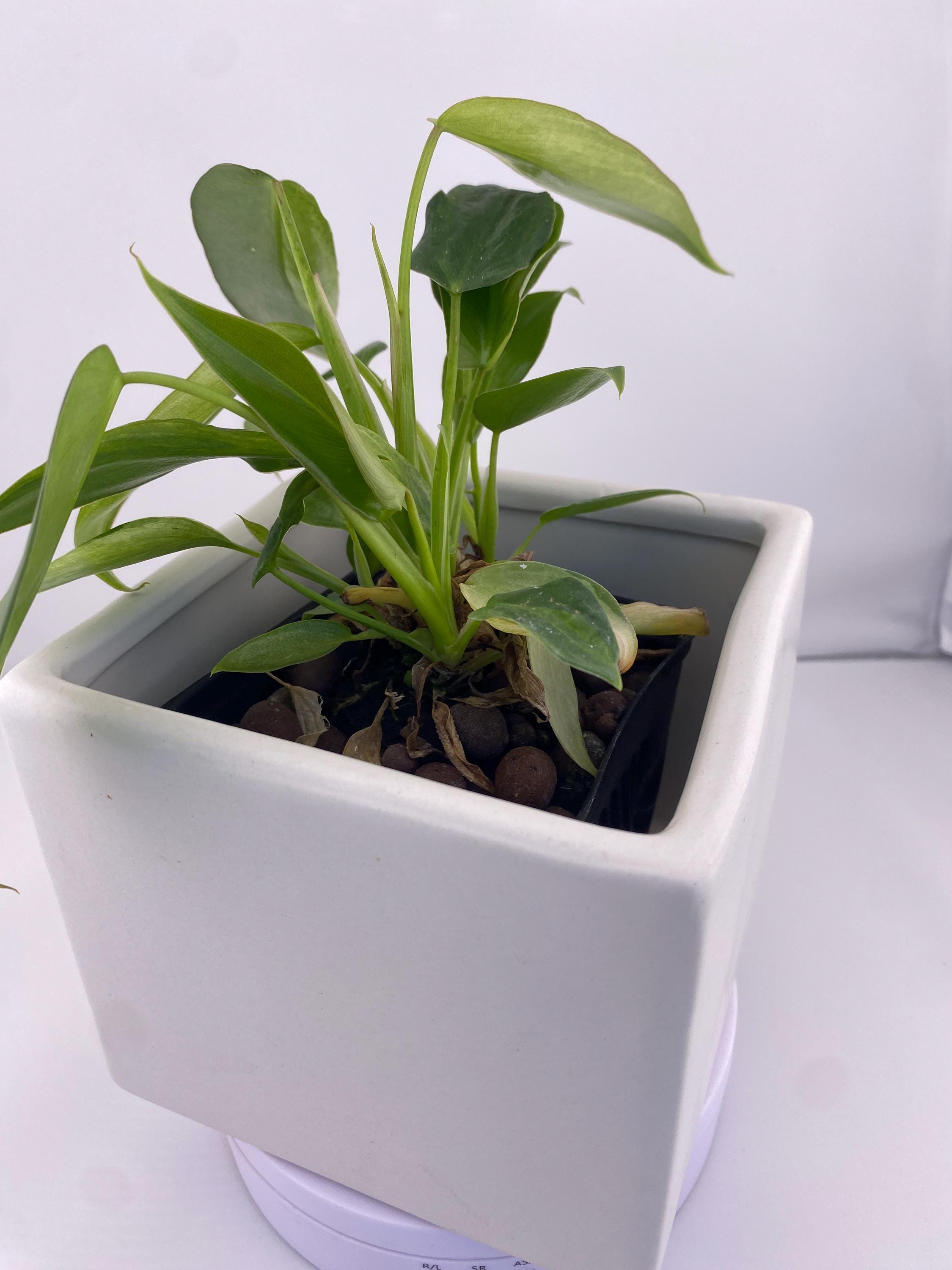 Philodendron Variegated Longilobatum * Exact Plant