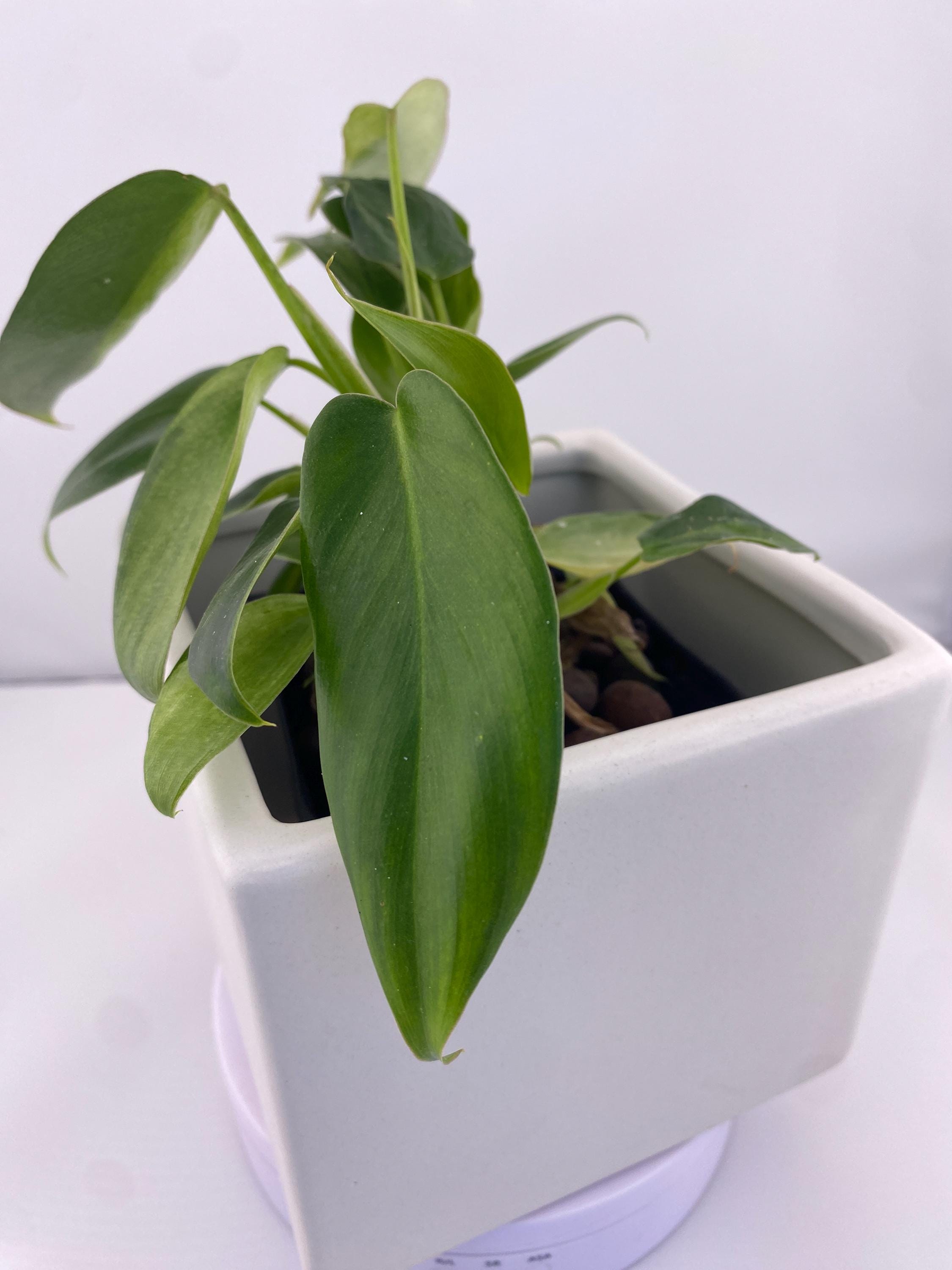 Philodendron Variegated Longilobatum * Exact Plant