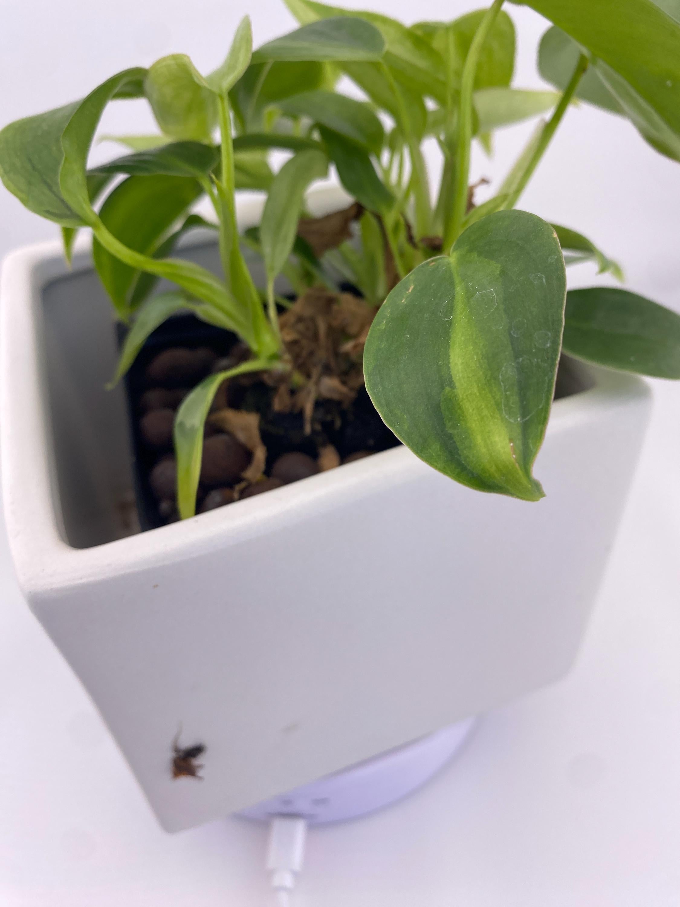 Philodendron Variegated Longilobatum * Exact Plant