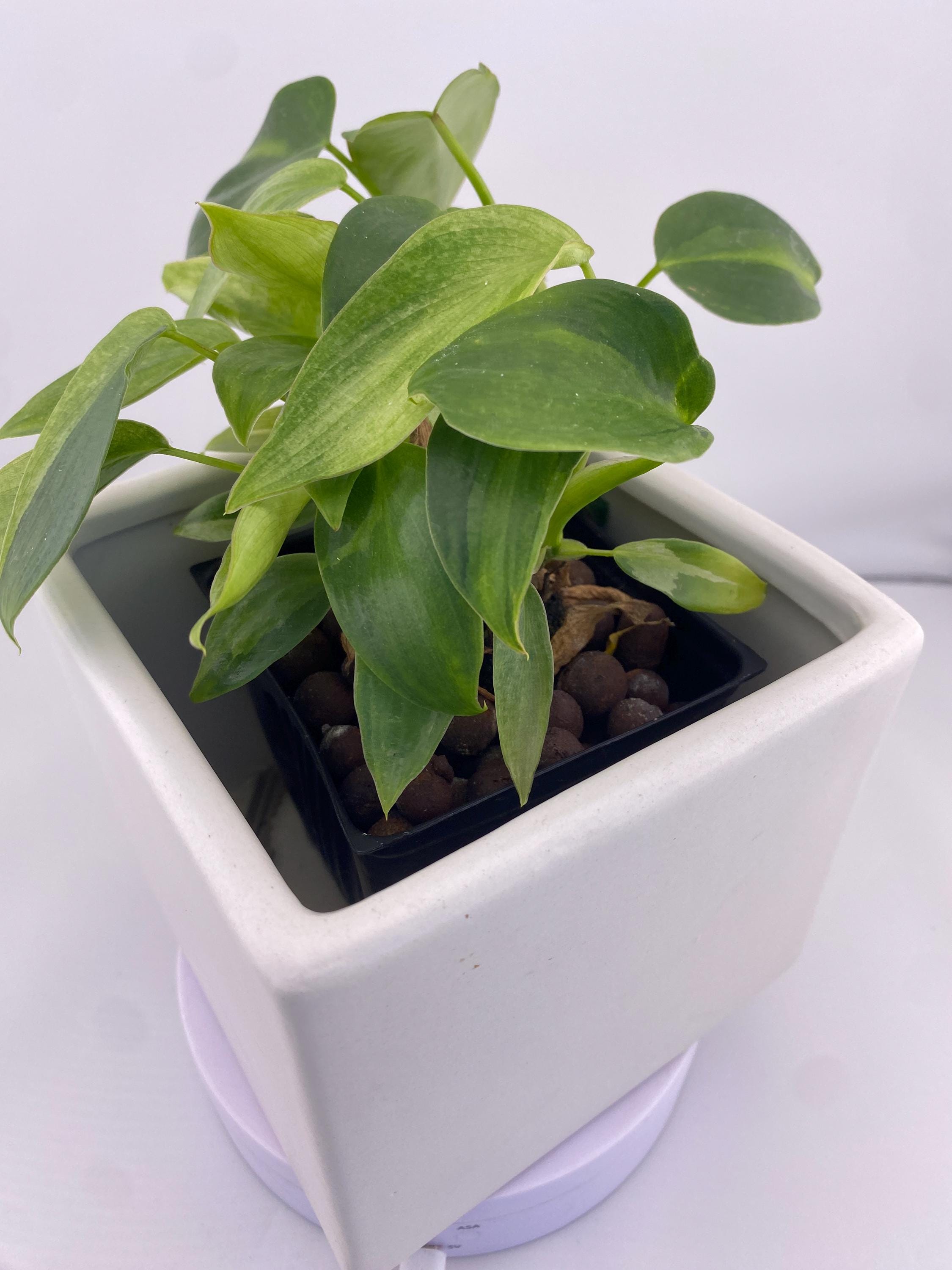 Philodendron Variegated Longilobatum * Exact Plant