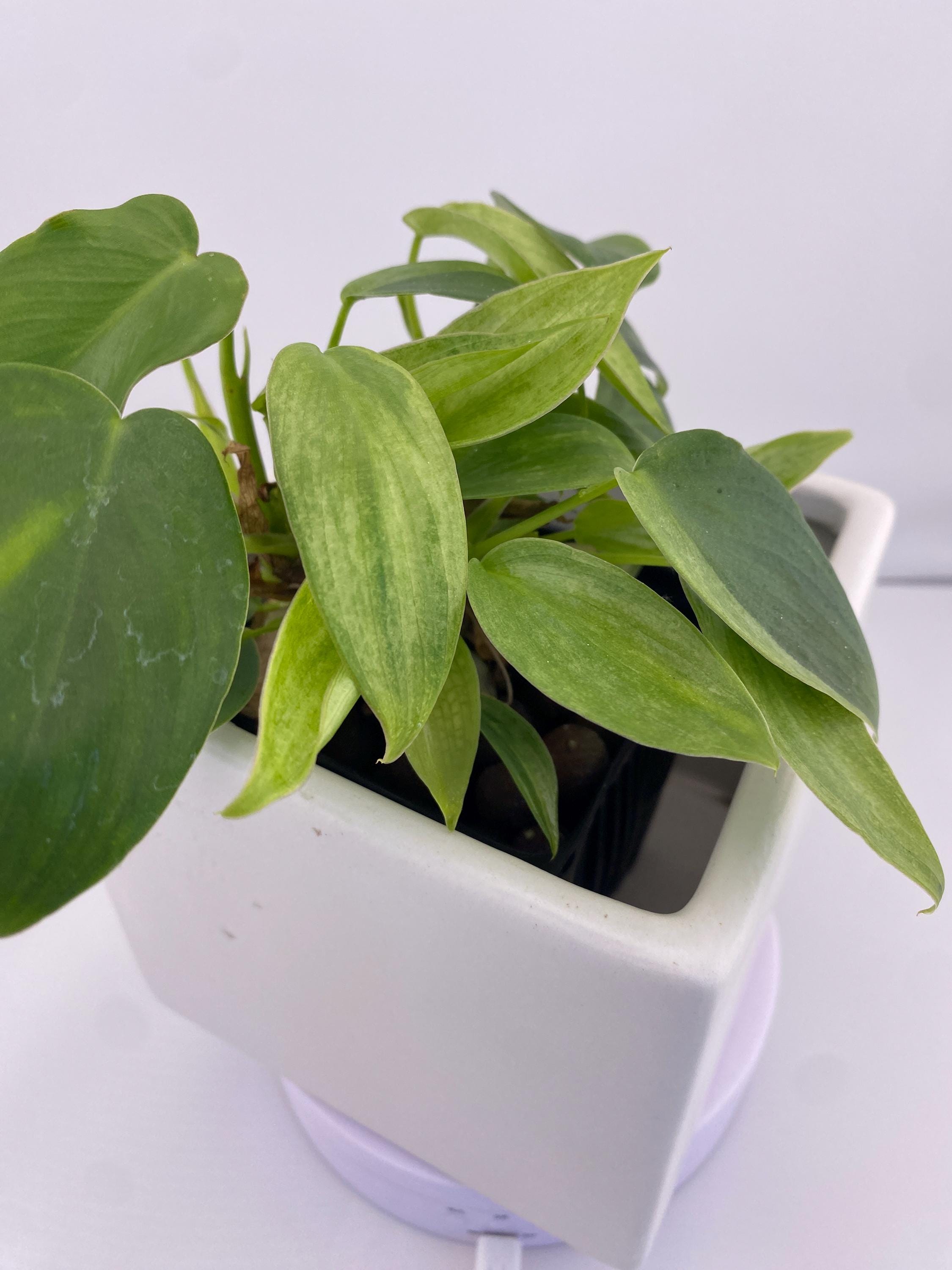 Philodendron Variegated Longilobatum * Exact Plant