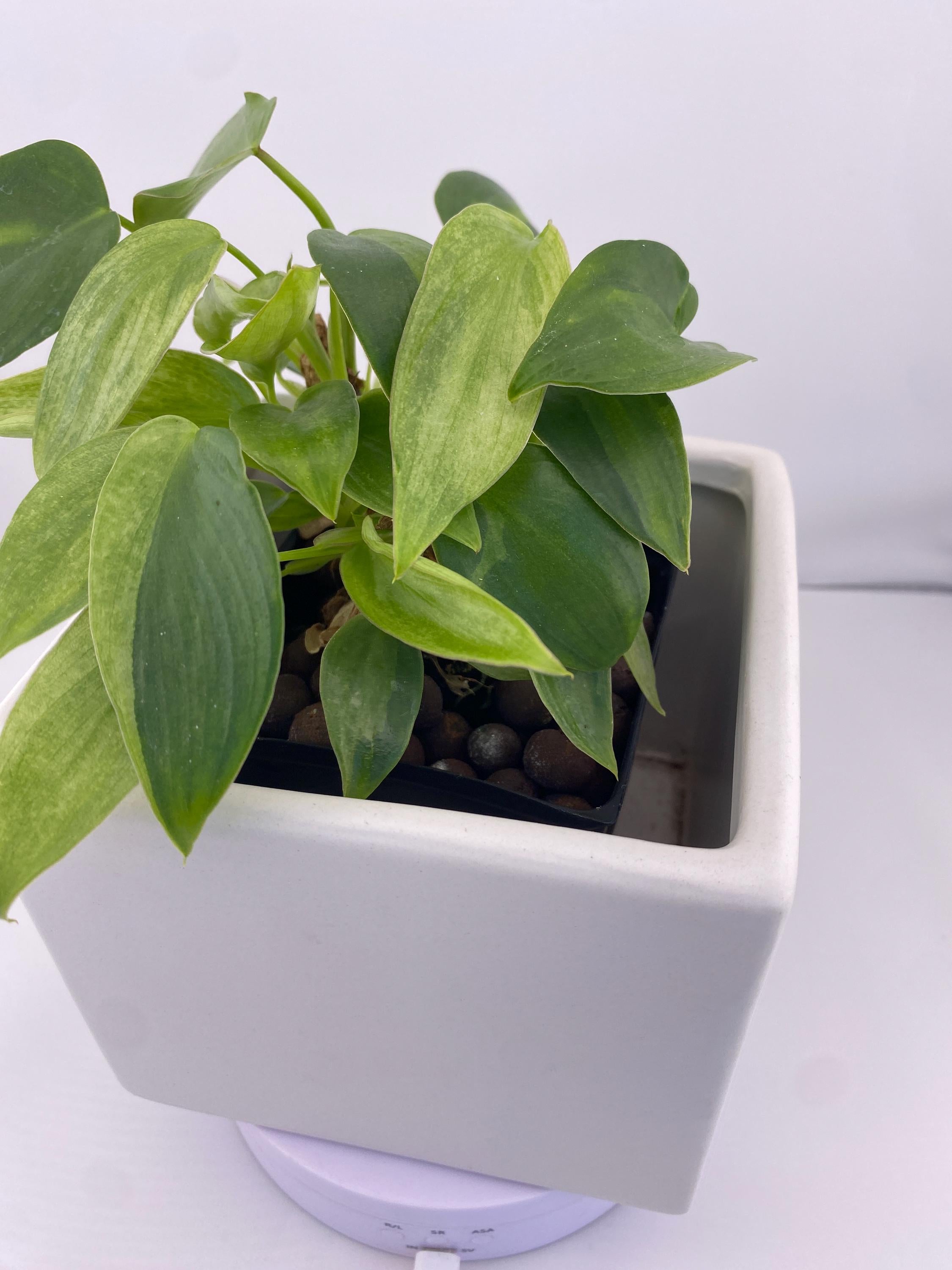 Philodendron Variegated Longilobatum * Exact Plant