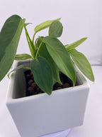 Philodendron Variegated Longilobatum * Exact Plant