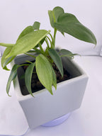Philodendron Variegated Longilobatum * Exact Plant