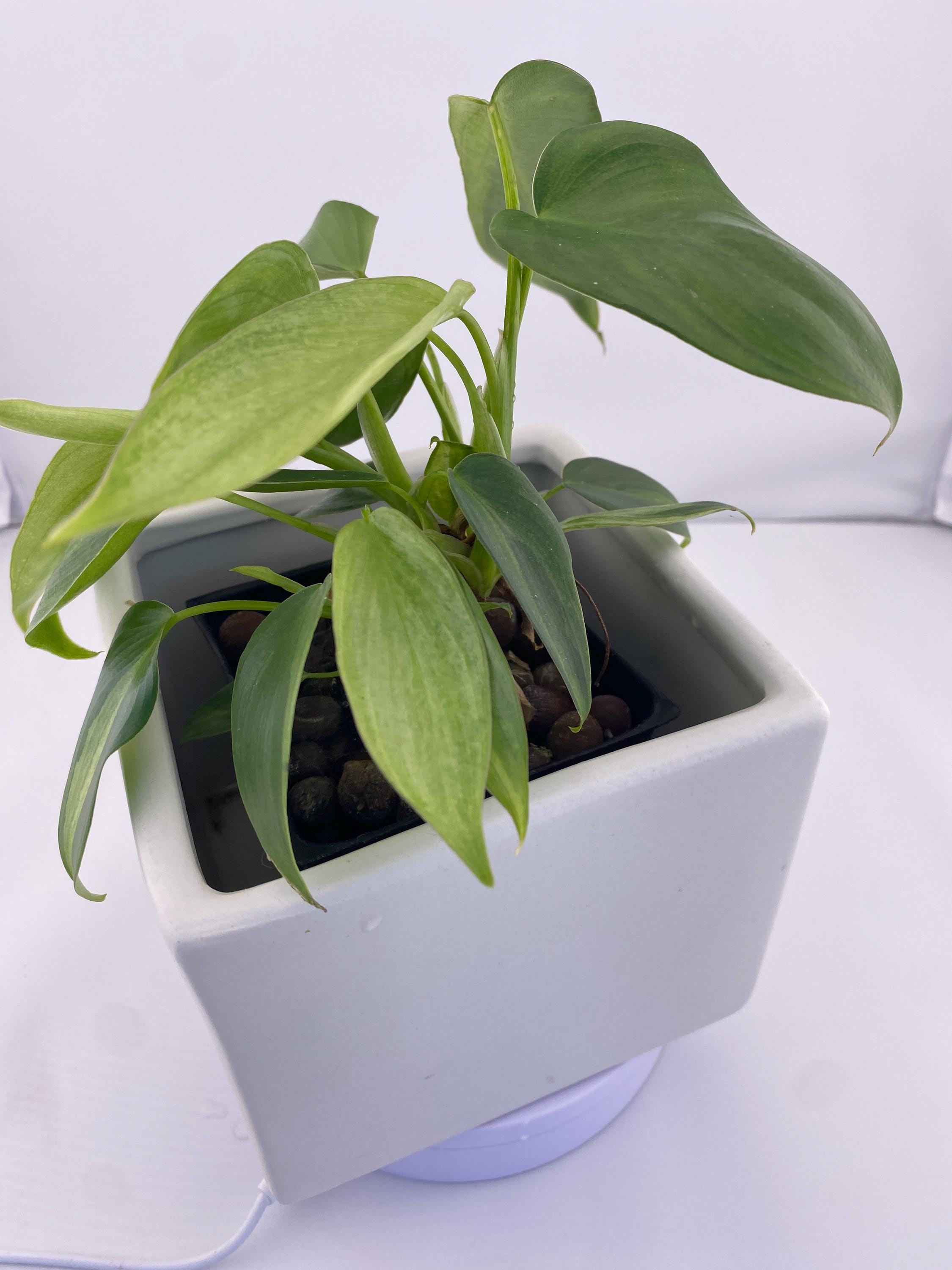 Philodendron Variegated Longilobatum * Exact Plant