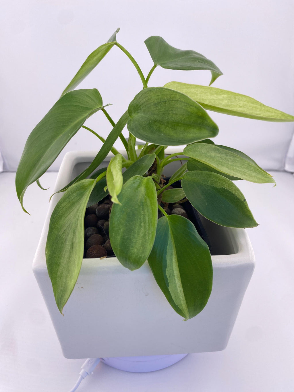 Philodendron Variegated Longilobatum * Exact Plant