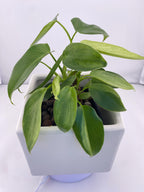 Philodendron Variegated Longilobatum * Exact Plant