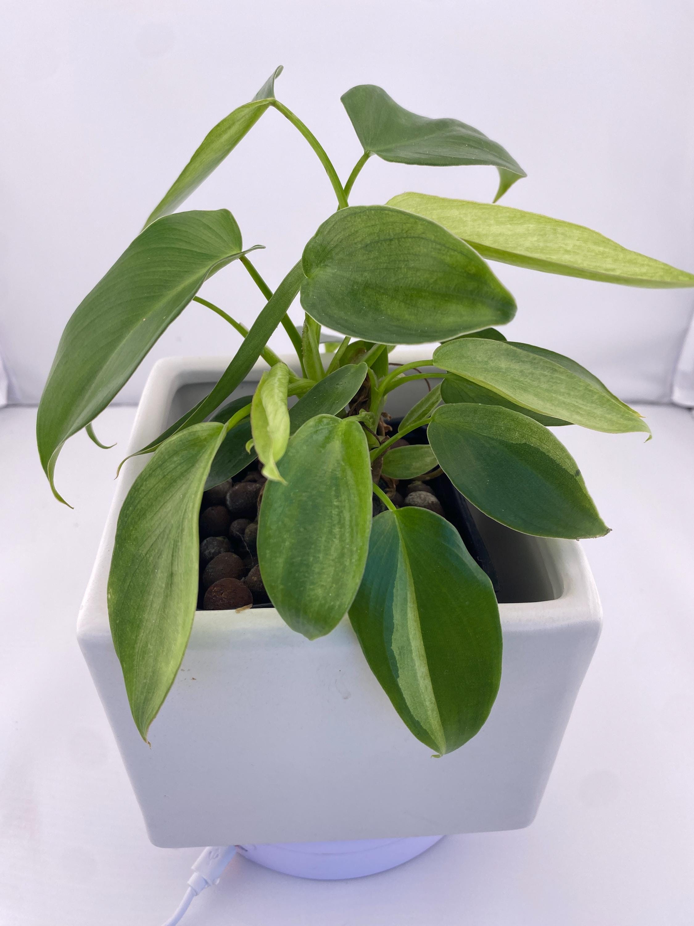 Philodendron Variegated Longilobatum * Exact Plant