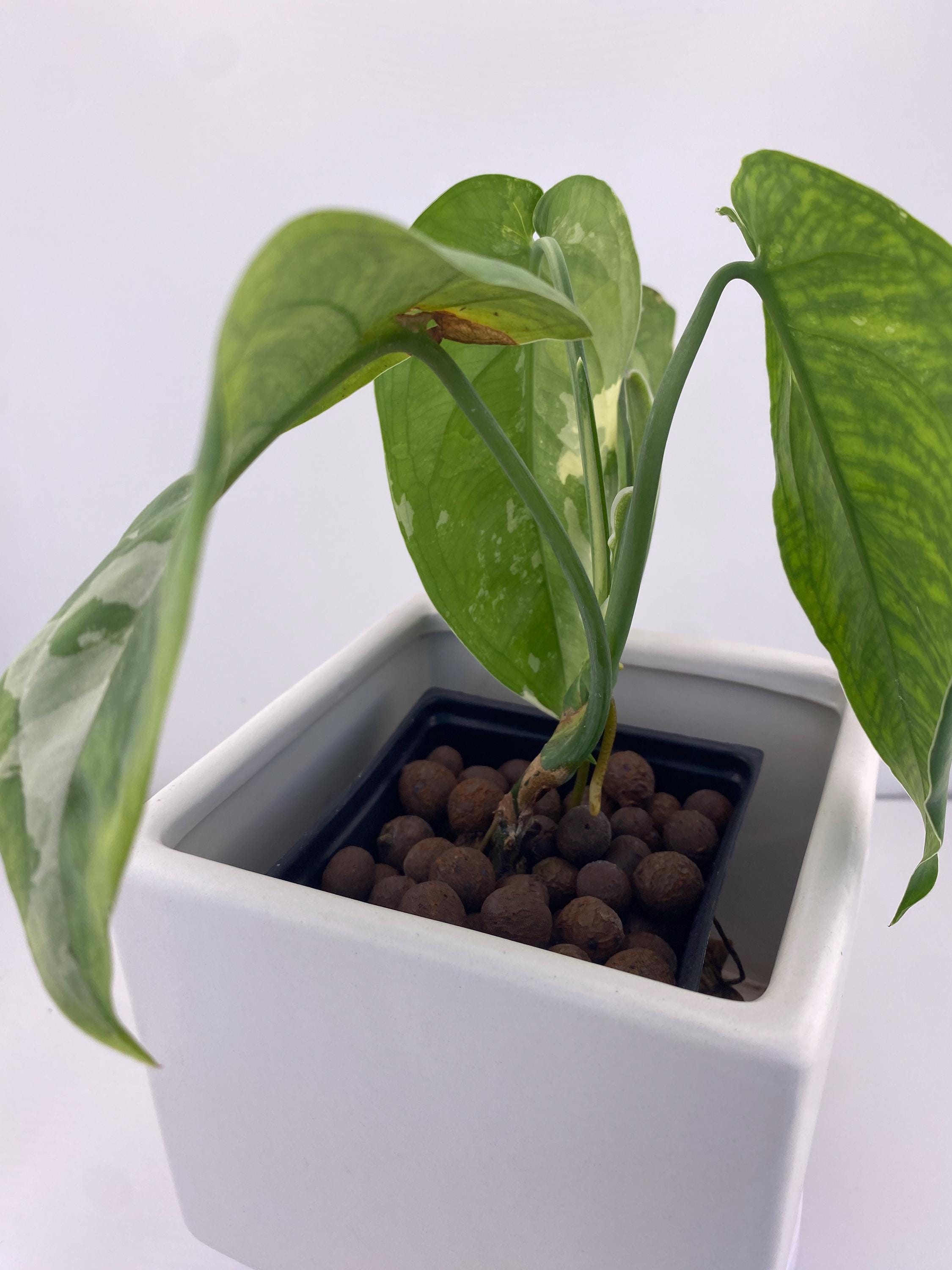 Sygonium Chiapense Variegated Exact Plant