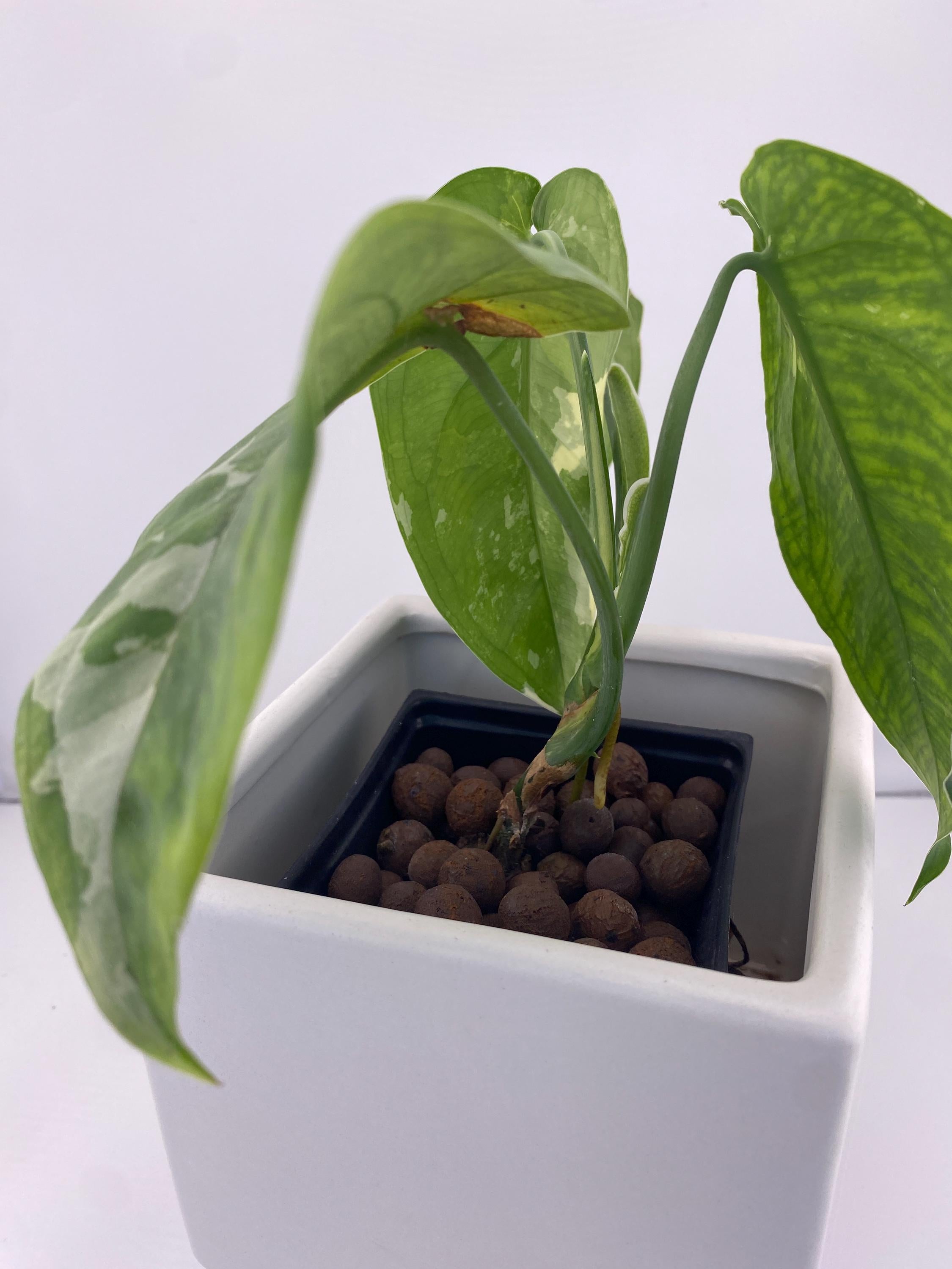 Sygonium Chiapense Variegated Exact Plant