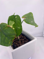 Sygonium Chiapense Variegated Exact Plant