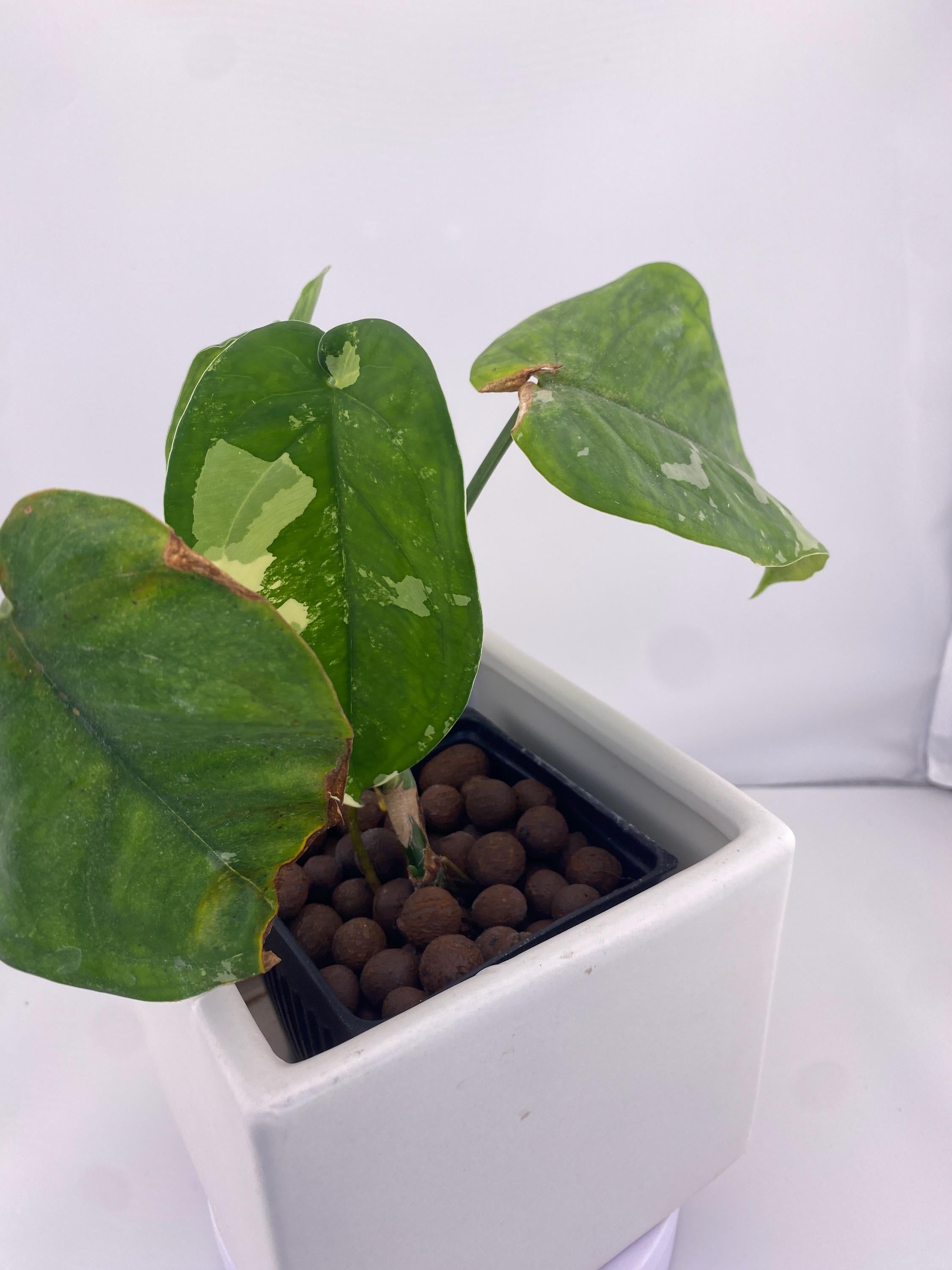 Sygonium Chiapense Variegated Exact Plant