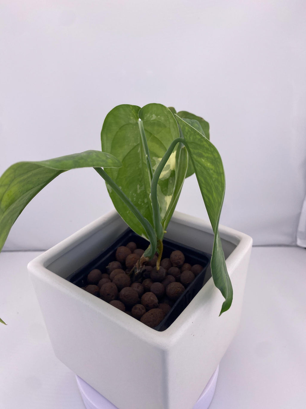 Sygonium Chiapense Variegated Exact Plant