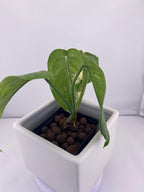 Sygonium Chiapense Variegated Exact Plant