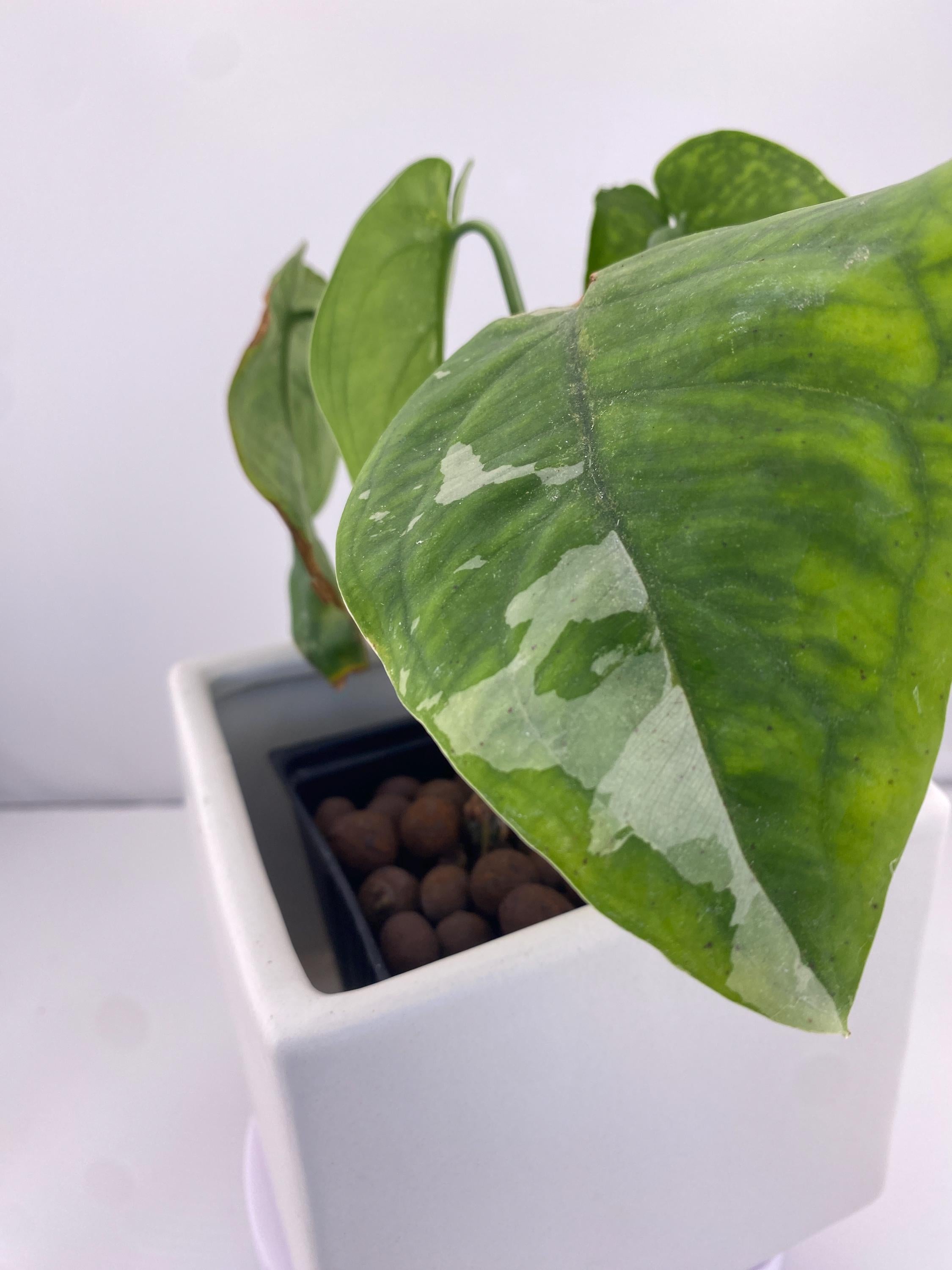Sygonium Chiapense Variegated Exact Plant