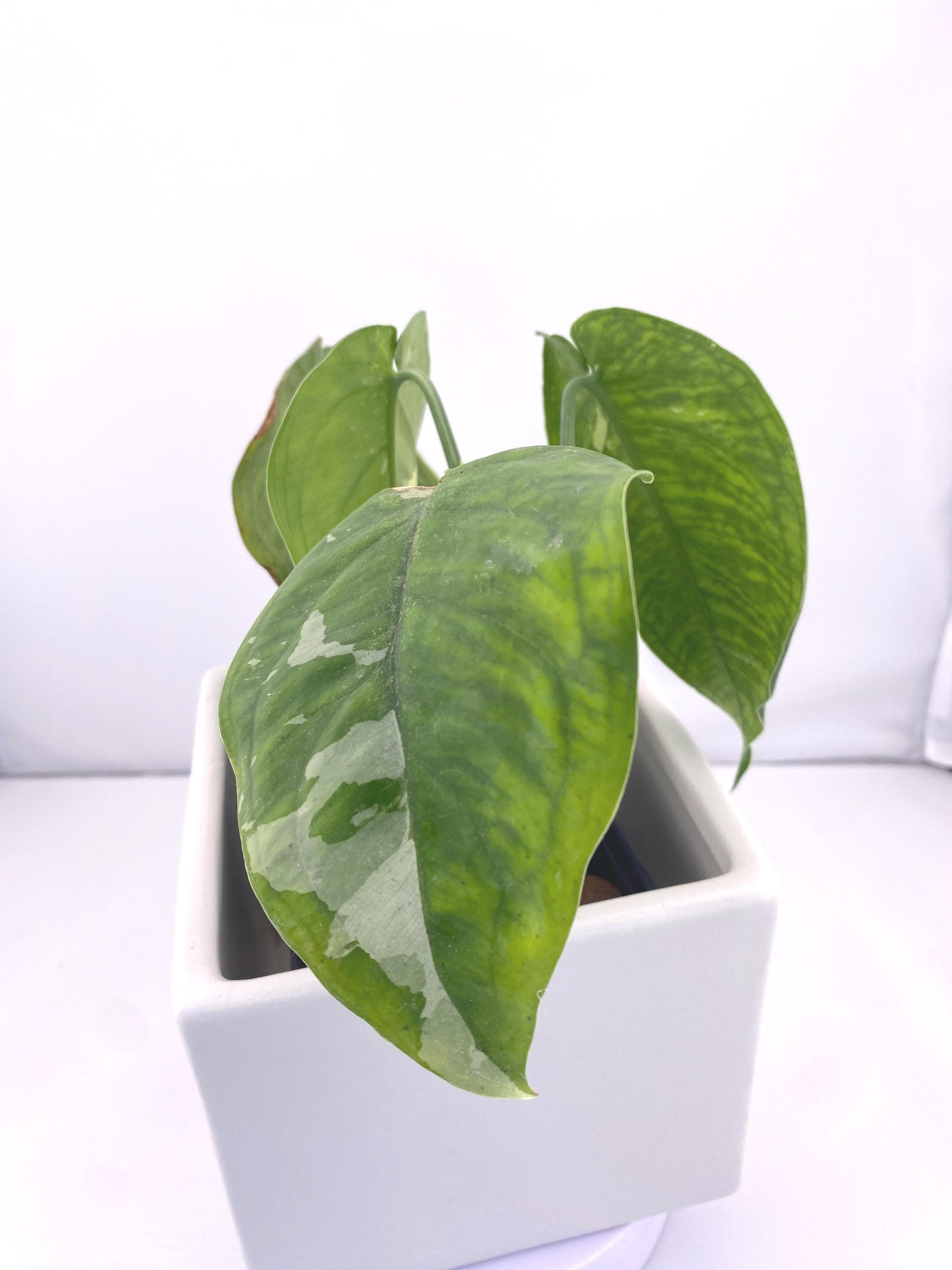 Sygonium Chiapense Variegated Exact Plant